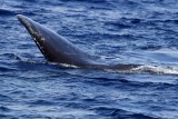 IMG_2670.JPG