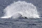 IMG_2676.JPG