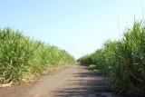 Sugar Cane