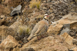 Chukar