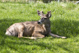 Elk