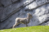 Big Horn Sheep Lamb