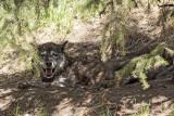 Grey Wolf