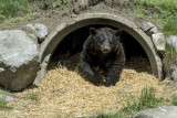 Black Bear