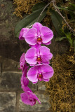 Orchids