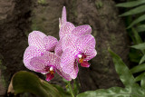 Orchids