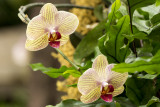 Orchids