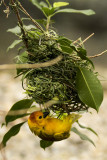 Taveta Golden Weaver