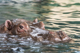 Hippopotamus