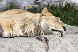 Lioness
