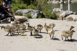 Goslings 