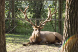 Elk or Wapiti