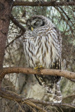 Barred Owl
