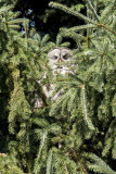 Great Grey Owl