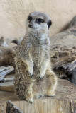 Meerkat