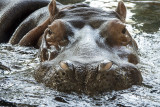 Hippopotamus