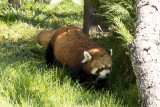 Red Panda