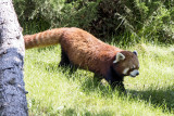 Red Panda
