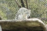 Snow Leopard