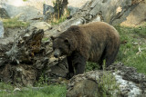 Female Grizzly