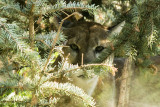 Cougar or Mountain Lion