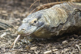 Komodo Dragon
