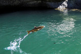 A fish out of water