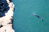 Pink Salmon