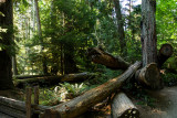 Cathedral Grove - MacMillan Provincial Park