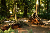Cathedral Grove - MacMillan Provincial Park