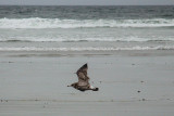 Gull