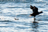 Harlequin Duck