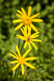Broadleaf Arnica