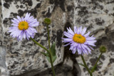 Fleabane