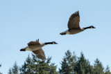 Canada Goose Pair