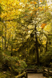 Cathedral Grove, MacMillan Provincial Park