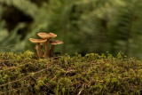 Mushrooms, MacMillan Provincial Park