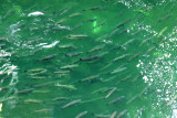 Stamp River Salmon Run