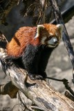 Red Panda