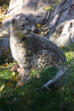 Snow Leopard