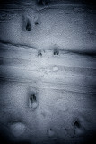 Ski tracks, animal tracks