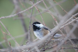 Chickadee