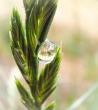 A drop of water