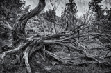 Tree form