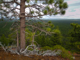 Tree form on Lava Butte, OR