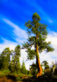 Tree in Lava Cast Forest, Oregon