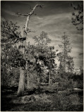 Tree form, Lava Cast Forest, Oregon