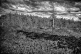 Lava rock (foreground) and trees, Lava Cast Forest, Oregon