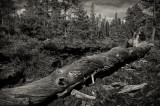 Resting giant, Lava Cast Forest, Oregon