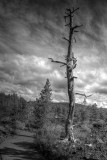 Tree art, Lava Cast Forest, Oregon